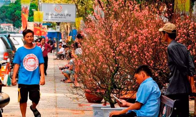 Đào Tết tràn ngập đường phố Sài Gòn