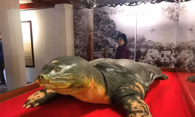 Soi tiêu bản cụ rùa Hồ Gươm tại đền Ngọc Sơn