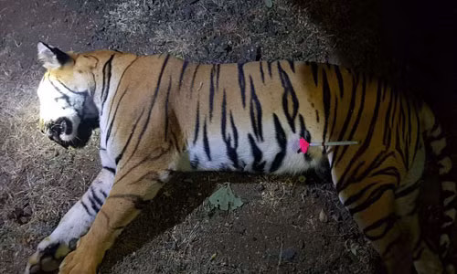 Hổ T1 sau khi bị thợ săn Ấn Độ bắn chết. Ảnh: AFP.