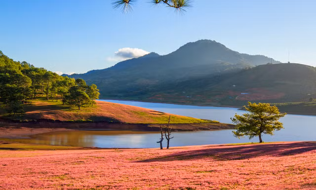 Đồi cỏ hồng đẹp như tranh ở Đà Lạt.
