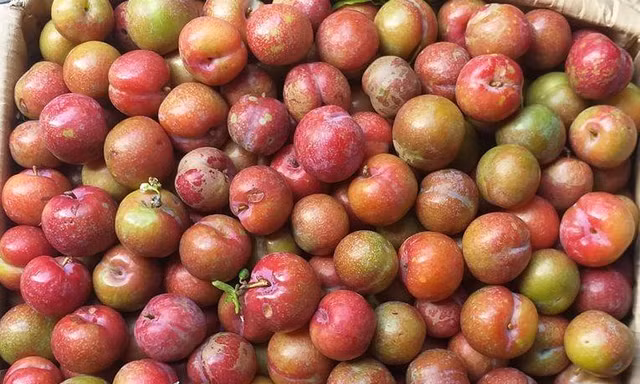 Mận hậu, nhót xanh xuống phố có giá hàng trăm nghìn đồng/kg