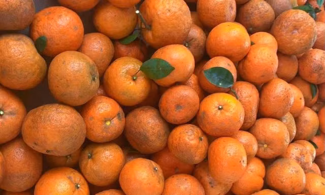 Cam Hà Giang vào mùa giá tăng vọt; loạt ô tô thanh lý giá siêu rẻ