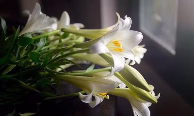 Hoa loa kèn đầu mùa giá cao nhưng chị em Hà thành vẫn tấp nập đặt mua