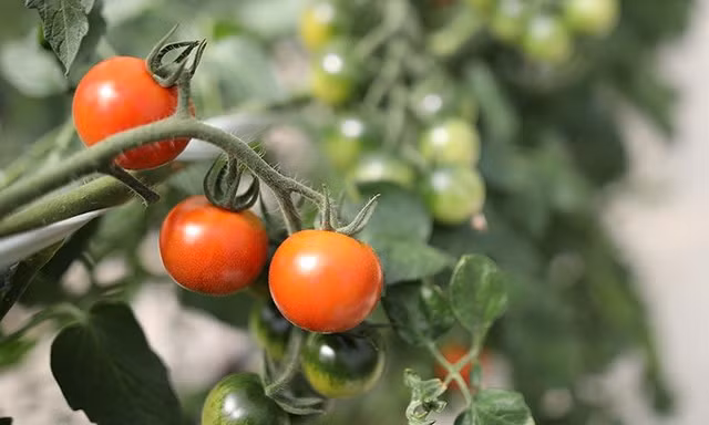 Sầu riêng đầu mùa đắt khách, cà chua Lâm Đồng giá nửa triệu đồng/kg