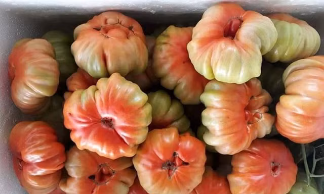 Thị trường ngày 15/12: Cà chua 'cổ' Sơn La đắt khách, kỷ lục giá ớt 200.000đ/kg