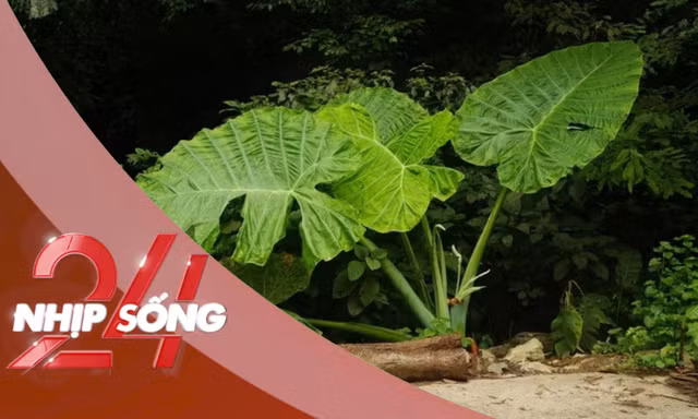 NHỊP SỐNG 24: Trào lưu chụp ảnh 'người tí hon' với cây ráy khổng lồ tại Cúc Phương