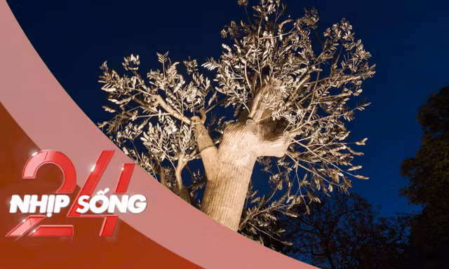 NHỊP SỐNG 24: Cây 'Hồi sinh' ở vườn hoa Cổ Tân có gì khiến chị đẹp Hồng Nhung, Mỹ Linh xúc động