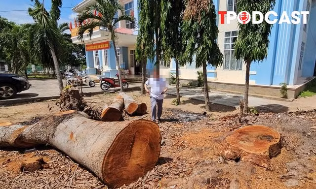 NÓNG 26/6: Vụ cưa bán cây trong công sở sát ngày sáp nhập: Chủ tịch phường lên tiếng