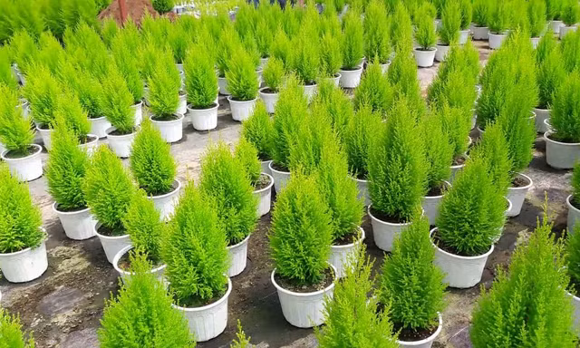 Thị trường 16/12: Gạo ST25 'nhái' tràn lan, tùng thơm mini đắt khách mùa Giáng sinh