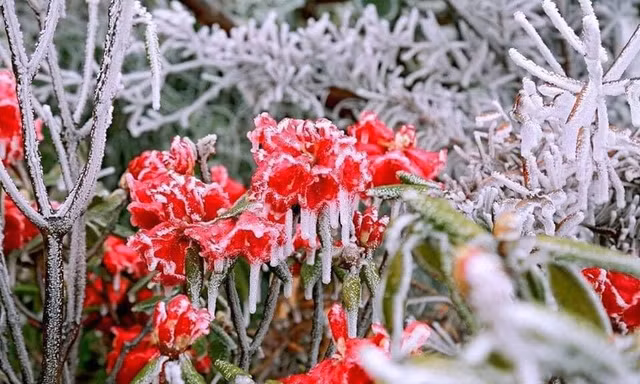 Đón không khí lạnh liên tiếp, miền Bắc có khả năng xảy ra mưa tuyết và băng giá dịp Tết