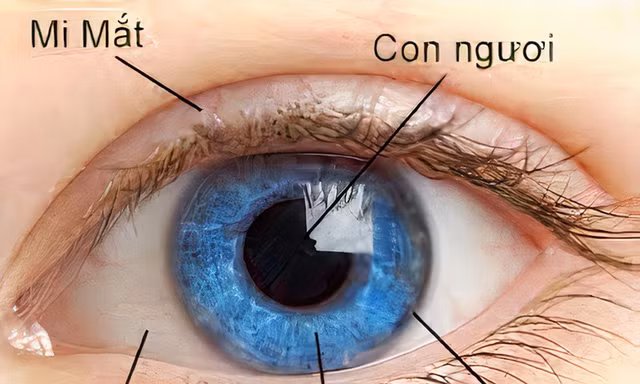 Mống mắt nằm ở đâu, vì sao được lấy làm dữ liệu thẻ căn cước?