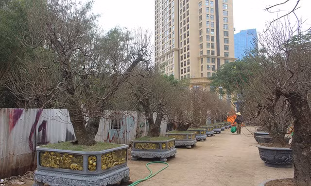 Thị trường ngày 6/2: Bưởi da xanh chỉ 15.000đ/quả, đào cổ thụ vắng khách thuê