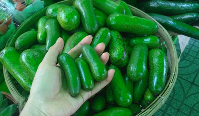 Bơ đực mini không hạt giá cao 'cháy hàng'