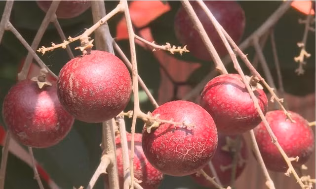 Nhãn tím đột biến giá cao gấp 5 lần nhãn thường