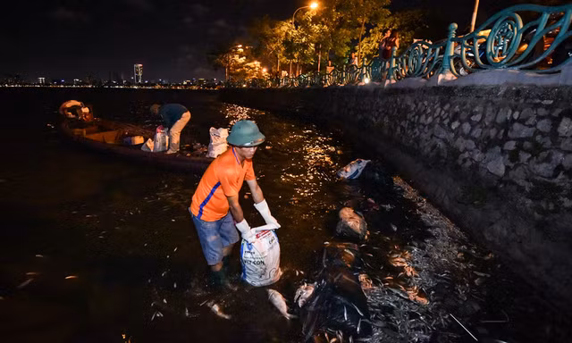 Công nhân vớt xác cá ở hồ Tây. Ảnh: Zing