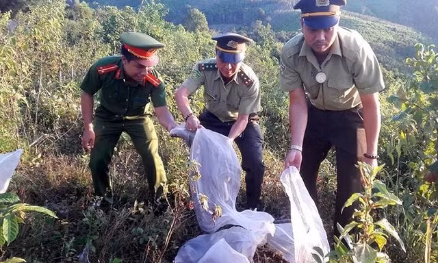 Lực lượng chức năng thả các cá thể rắn về môi trường tự nhiên. Ảnh: KL