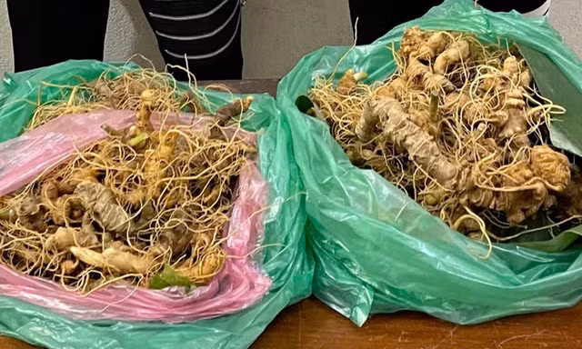 Bắt giữ ba đối tượng trộm hàng trăm gốc sâm Ngọc Linh