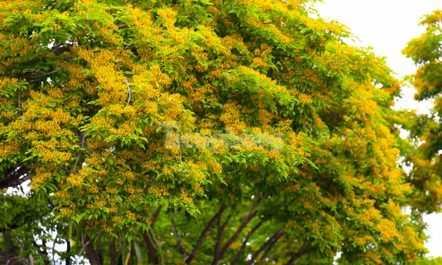 Loài hoa mong manh chỉ nở ít ngày gây bao thương nhớ 