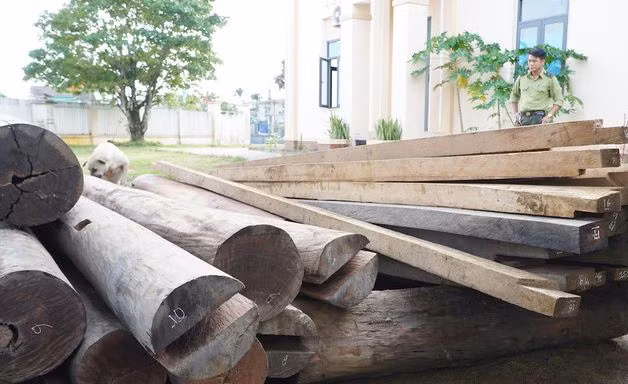 Tin mới vụ gỗ lậu trên đất của Trưởng phòng Nội vụ ở Quảng Nam