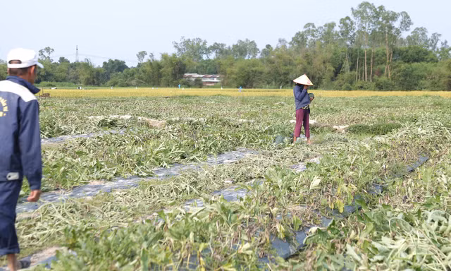 Hơn 250 ha dưa hấu của nông dân huyện Phú Ninh, tỉnh Quảng Nam bị hư hại do mưa lớn bất thường.