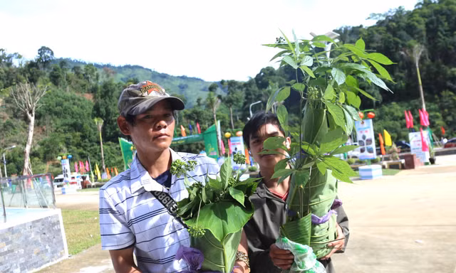 Độc đáo hội thi sâm Ngọc Linh ở huyện miền núi Quảng Nam