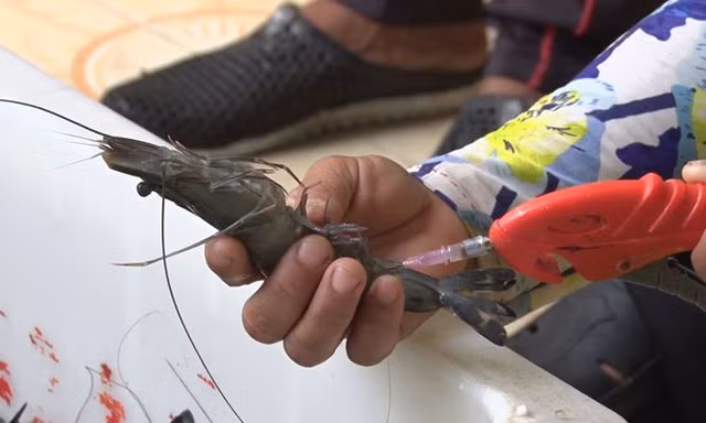 Phó Thủ tướng yêu cầu Bộ Công an tiếp tục chỉ đạo hệ thống, phối hợp điều tra triệt phá dứt điểm các đối tượng, cơ sở bơm tạp chất vào tôm nguyên liệu.