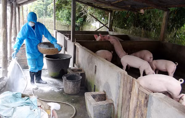 Tổ chức FAO khuyến cáo người chăn nuôi vệ sinh tiêu độc khử trùng chuồng trại, áp dụng biện pháp chăn nuôi an toàn sinh học để bảo vệ đàn lợn,
