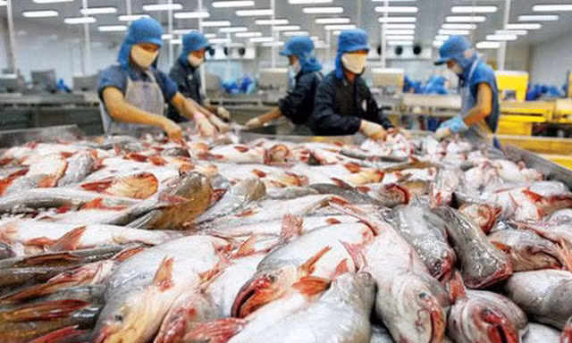 Với mức thuế chống bán phá giá chính thức vừa mới công bố sẽ có nhiều diễn biến mới đối với xuất khẩu cá tra sang Mỹ