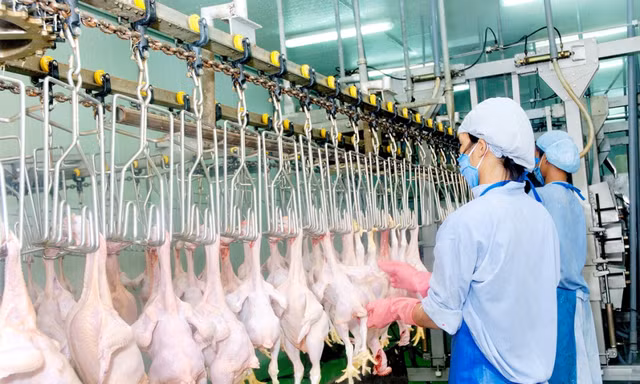 Do tiềm năng xuất khẩu vào thị trường Nhật Bản rất lớn nên một số công ty đã có kế hoạch xây dựng thêm nhà máy giết mổ, chế biến gia cầm với quy mô và công suất lớn hơn để xuất vào thị trường này.