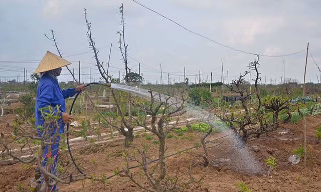 Người dân Nhật Tân lại hối hả trồng lại những gốc đào chuẩn bị cho Tết sau. Ảnh: Thanh Hà.