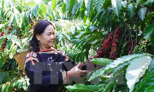 (Ảnh minh họa: Dương Giang/TTXVN).