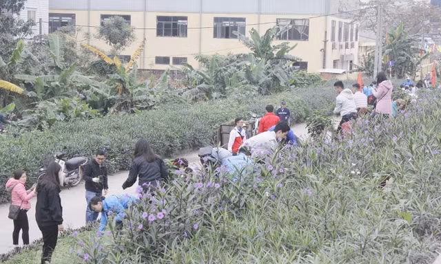 Tuổi trẻ Thủ đô đồng loạt ra quân Chủ nhật xanh