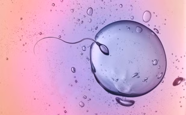 Sự thu hút của trứng và tinh trùng khác với những gì ta đã từng biết.
