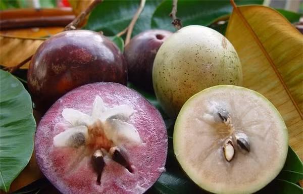 Sau khoảng 10 năm đàm phán, vú sữa Việt Nam chính thức được phép xuất khẩu sang Mỹ.