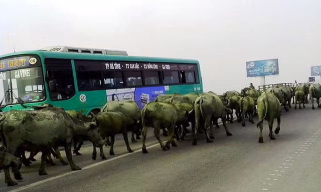 Đàn trâu dàn hàng ngang gây ảnh hưởng tới các phương tiện tham gia giao thông