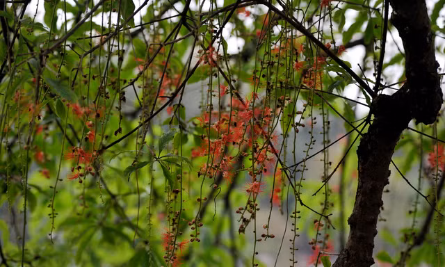 Lộc vừng Hồ Gươm rắc mưa hoa chờ gót son xuống phố