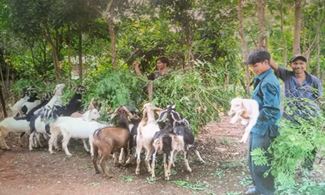 Nhiều mô hình dự án xóa đói giảm nghèo bền vững ở Tây Nguyên