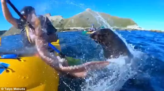 Hải cẩu tát bạch tuộc vào mặt người trên thuyền