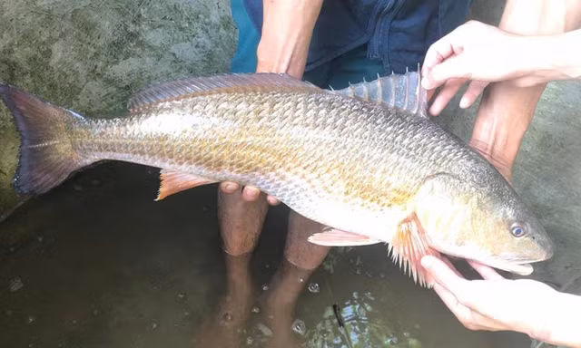 Cá sủ vàng luôn được bán với giá cao