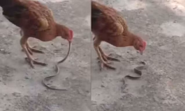 Hổ mang bò vào nhà dọa người