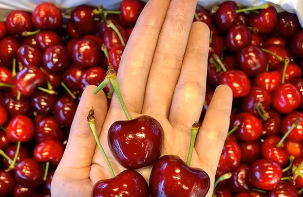 Nho 11 triệu đồng/chùm, dưa hấu 4 triệu/quả vẫn hút giới nhà giàu Việt