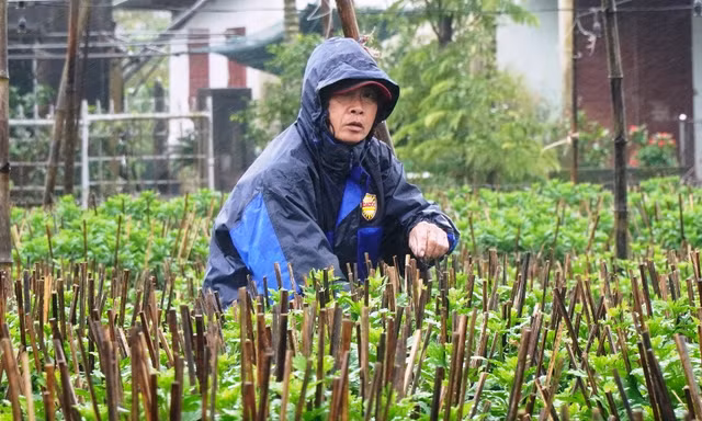 Nông dân Huế dầm mình giữa giá rét như cắt da thịt.