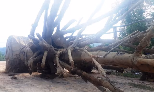 Các cây "quái thú" nằm tại trường tránh Huế và chưa được hạ tải, cắt gọt thân ngọn để bảo đảm điều kiện tiếp tục lưu thông ra Bắc.