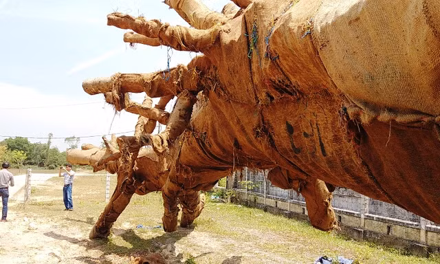 Các tài xế khai dùng "chiêu" vận chuyển số cổ thụ "khủng" này vào ban đêm và liên tục "phát" tín hiệu nháy đèn dò tình hình, để tránh CSGT và các lực lượng chức năng phát hiện, xử lý. 