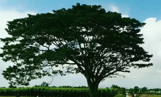 "Cây cô đơn" tại Huế đang được nhiều người săn tìm vì sự nổi tiếng của nó