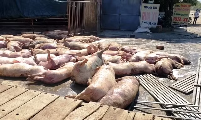 Hàng chục con lợn đã chết, trương phình trước cổng lò mổ Phú Hậu, TP Huế. Ảnh cắt từ clip FB Phong vien Hue.