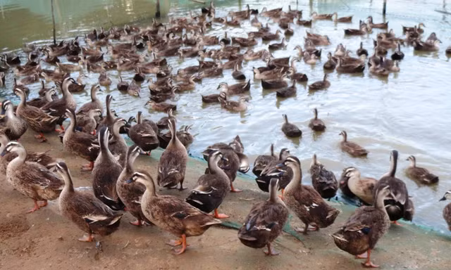 Theo cơ quan chức năng, vịt nuôi đàn nếu không tuân thủ quy hoạch chăn nuôi sẽ nảy sinh rủi ro, dịch bệnh, gây ô nhiễm môi trường. Ảnh minh họa