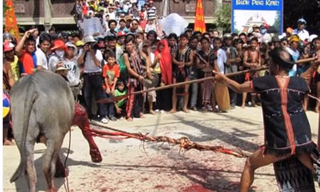 Lễ hội đâm trâu tại TT-Huế từng được vận động ngưng tổ chức tại hai huyện miền núi Nam Đông, A Lưới do tạo hình ảnh bạo lực, giết chóc và gây tốn kém (Nguồn internet)