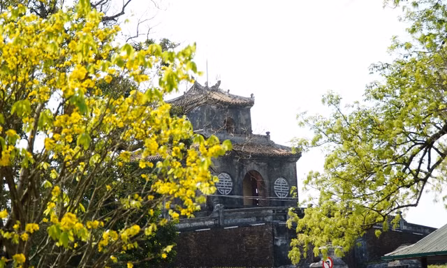 Con đường Hoàng mai độc đáo xứ Huế.