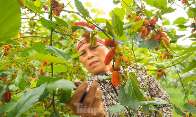 Dâu tằm vào mùa thu hoạch, chín đỏ vùng ven ngoại thành Hà Nội